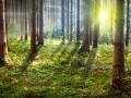 Forest Sunset