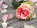 Rose with rose petals