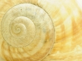 snail shell