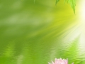 lotus on the water