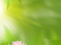 lotus on the water
