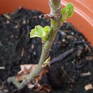 Apfelbaum