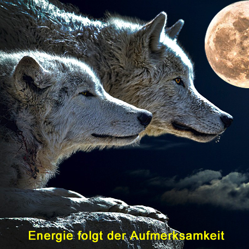 Wolf, Wölfe, Energie, Aufmerksamkeit, Indianer