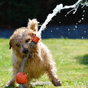 Wasserschlauch, Hund, Lebensfreude, Blockaden lösen