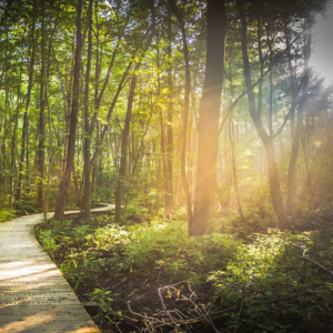 Weg, Pfad, Licht, Wald, Stille, Natur, Erholung, Entspannung