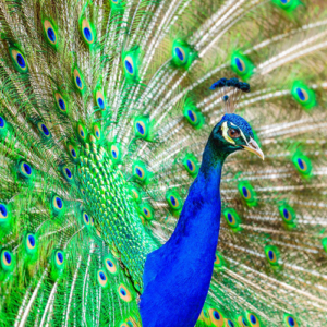 Pfau, peacock, sichtbar