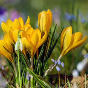 Frühling, Knospe, Krokus, Blume